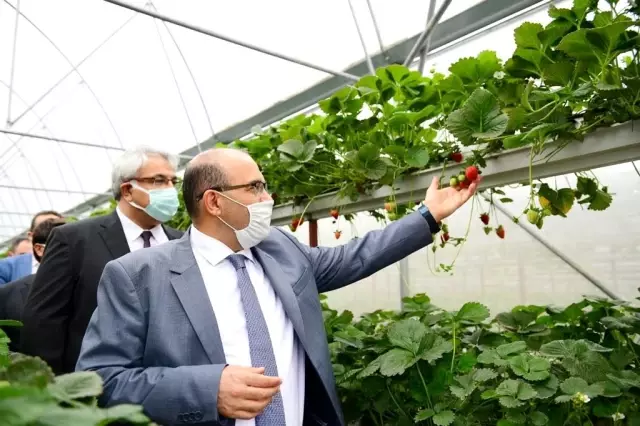 Trabzon'da bu yıl çilek üretimi 250 ton civarında olması bekleniyor
