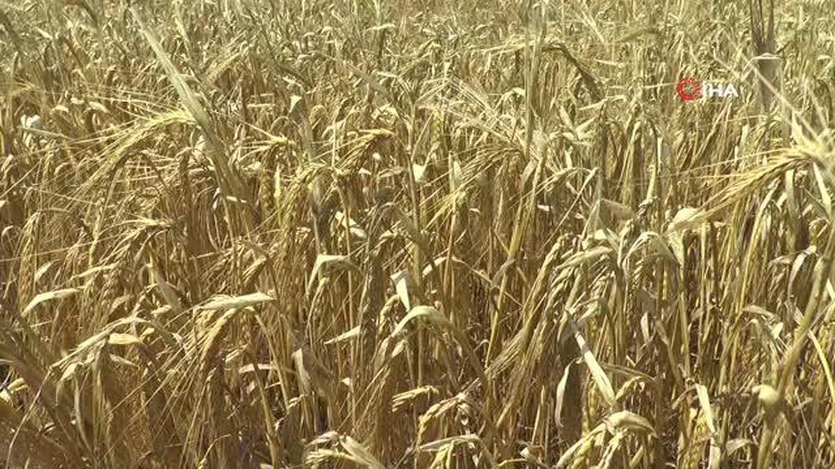 Yağmurlar arpa ve buğdaya yaramadı