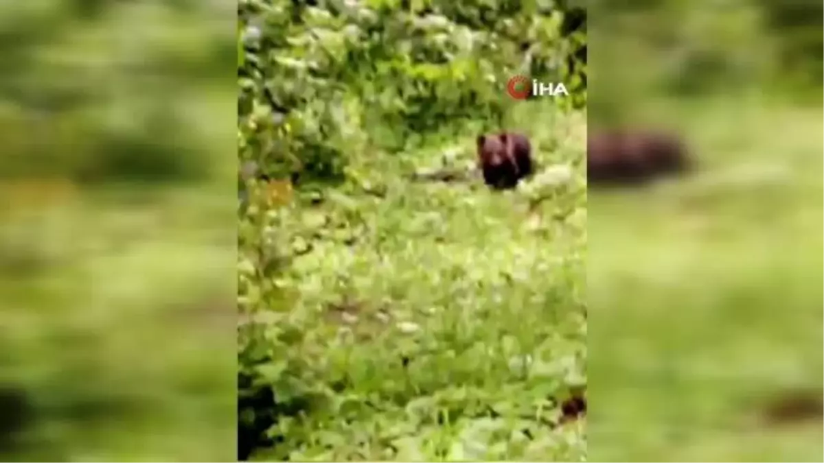 Ballı ekmekle beslenen yavru ayı koruma altında