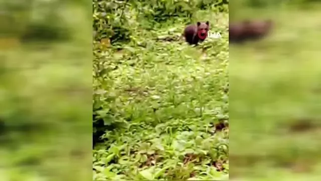 Ballı ekmekle beslenen yavru ayı koruma altında