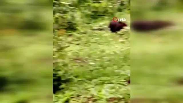 Ballı ekmekle beslenen yavru ayı koruma altında