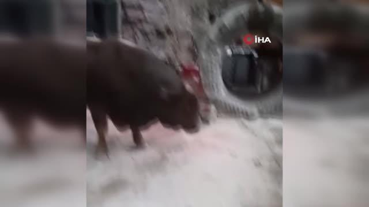 Artvin'de boğalar güreşlere ilginç yöntemlerle hazırlanıyor - Vimarsana News