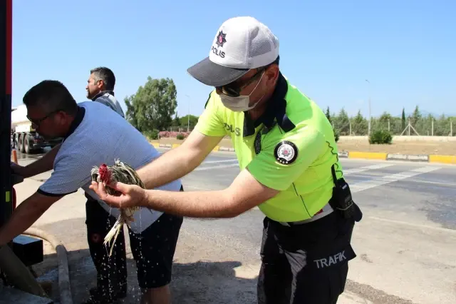 Son dakika haberi! Dumandan etkilenen hayvanlara polis ve vatandaştan ilkyardım