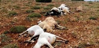 Giresun'da yıldırım düştü: 16 koyun ve 4 inek öldü
