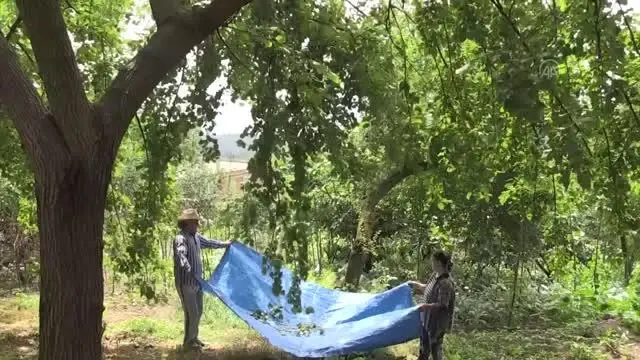 Son dakika haberleri | Karadenizli kadınlar geleneksel dut pekmezi yapımına başladı