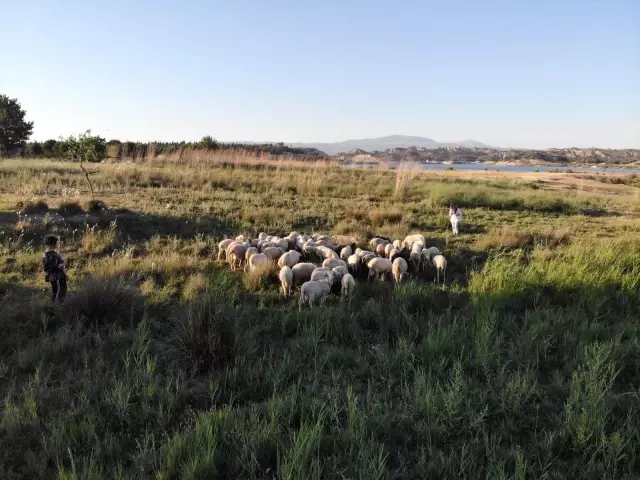 Çoban değil, Birleşmiş Milletler gibi aile
