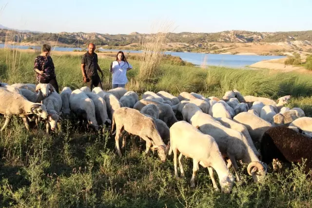 Çoban değil, Birleşmiş Milletler gibi aile