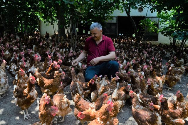 Ek gelir getirsin diye başladı, aylık yaklaşık 30 bin organik yumurta üretiyor