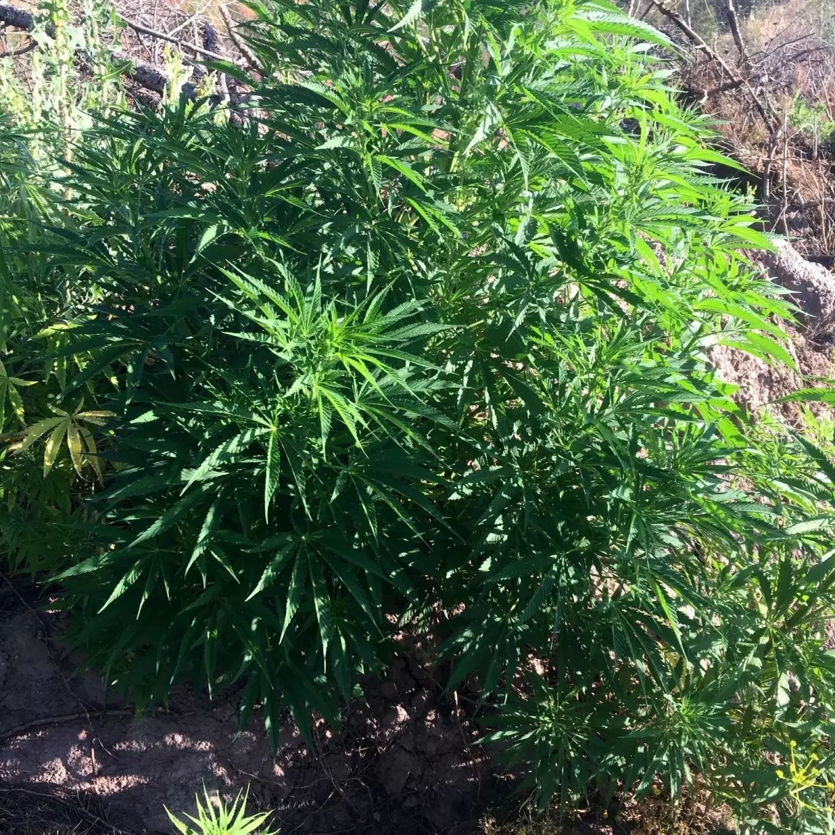 Manisa'da 7 bin 200 kök kenevir bitkisi ele geçirildi