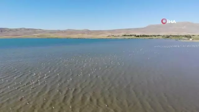 Son dakika haber | Türkülere konu olan allı turnalar Van Gölü havzasını renklendirdi