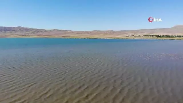Son dakika haber | Türkülere konu olan allı turnalar Van Gölü havzasını renklendirdi