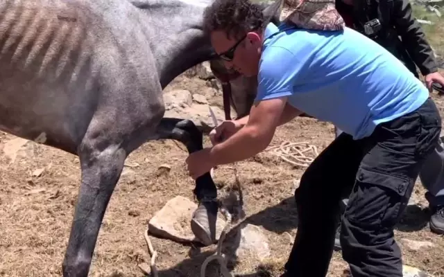 Yuları kayaya dolanan at, 20 sonra amatör telsizciler tarafından kurtarıldı