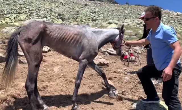 Yuları kayaya dolanan at, 20 sonra amatör telsizciler tarafından kurtarıldı