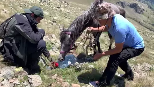 Yuları kayaya dolanan at, 20 sonra amatör telsizciler tarafından kurtarıldı