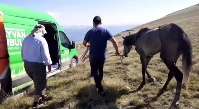 Yuları kayaya dolanan at, 20 sonra amatör telsizciler tarafından kurtarıldı