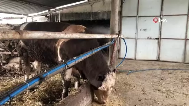 1 ton 300 kilogramlık kurbanlık alıcısını bekliyor 1 ton 300 kilogramlık kurbanlık alıcısını bekliyor