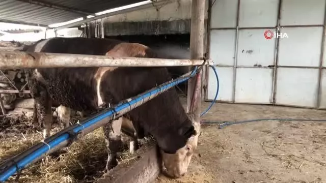 1 ton 300 kilogramlık kurbanlık alıcısını bekliyor