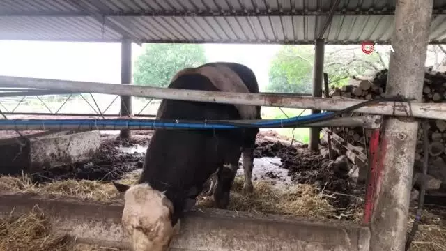 1 ton 300 kilogramlık kurbanlık alıcısını bekliyor