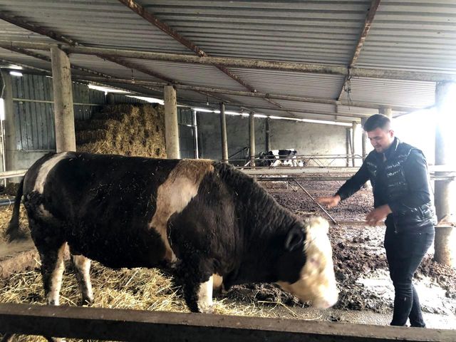 Korkudan ahırdan dışarı çıkaramıyorlar! 1 ton 300 kiloluk dev kurbanlık alıcısını bekliyor