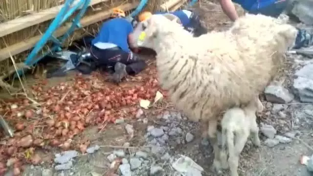 AFYONKARAHİSAR - Bir ağılda inşaatın çökmesi sonucu 3 kişi yaralandı 4 AFYONKARAHİSAR - Bir ağılda inşaatın çökmesi sonucu 3 kişi yaralandı