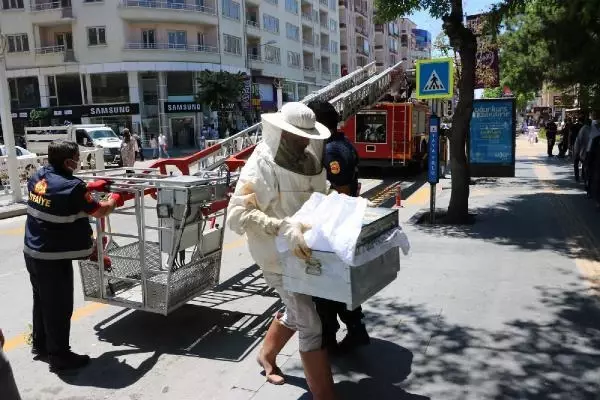 NİĞDE AĞACA OĞUL VEREN ARILAR İÇİN SEFERBER OLDULAR