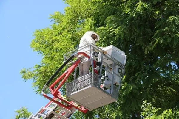 NİĞDE AĞACA OĞUL VEREN ARILAR İÇİN SEFERBER OLDULAR NİĞDE AĞACA OĞUL VEREN ARILAR İÇİN SEFERBER OLDULAR