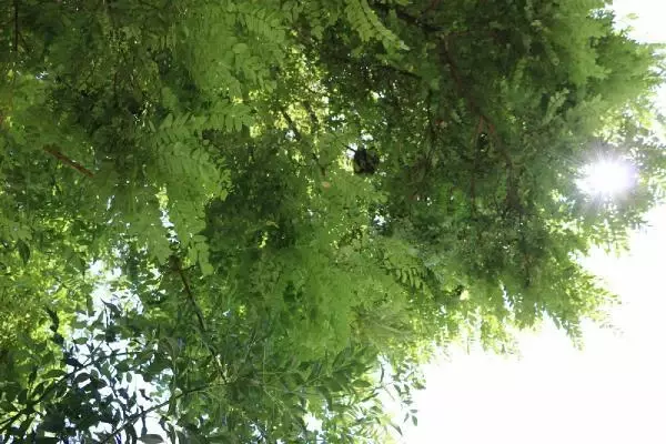 NİĞDE AĞACA OĞUL VEREN ARILAR İÇİN SEFERBER OLDULAR