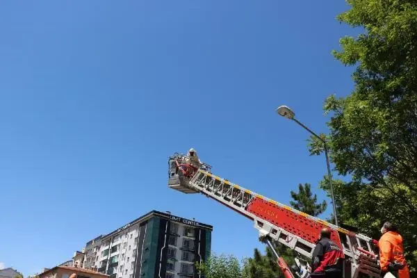NİĞDE AĞACA OĞUL VEREN ARILAR İÇİN SEFERBER OLDULAR