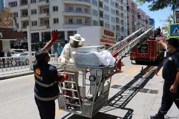 NİĞDE AĞACA OĞUL VEREN ARILAR İÇİN SEFERBER OLDULAR