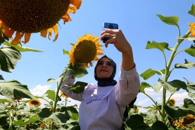 Ay çekirdeği tarlaları Malatya'yı sarıya bürüdü
