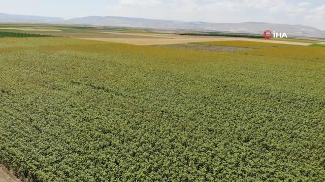 Ayçiçeği tarlaları Malatya'da sarı ve yeşili bir araya getirdi Ayçiçeği tarlaları Malatya'da sarı ve yeşili bir araya getirdi