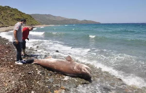 Son dakika... DATÇA'DA 3 METRE BOYUNDAKİ ÖLÜ KÖPEK BALIĞI SAHİLE VURDU