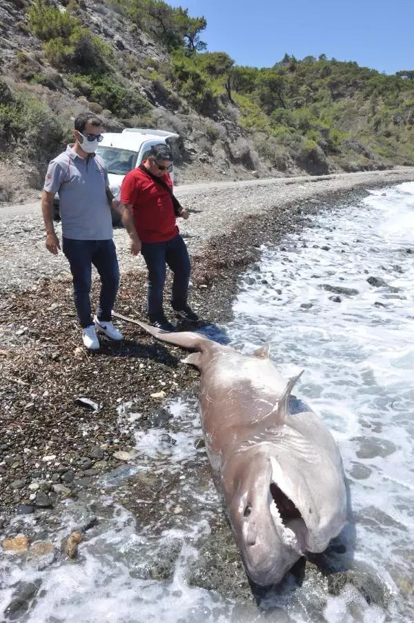 Son dakika... DATÇA'DA 3 METRE BOYUNDAKİ ÖLÜ KÖPEK BALIĞI SAHİLE VURDU