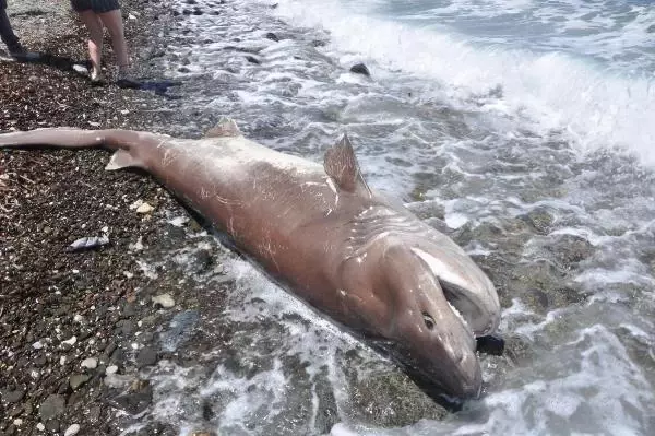 Son dakika... DATÇA'DA 3 METRE BOYUNDAKİ ÖLÜ KÖPEK BALIĞI SAHİLE VURDU