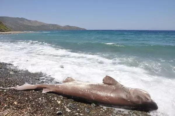 Son dakika... DATÇA'DA 3 METRE BOYUNDAKİ ÖLÜ KÖPEK BALIĞI SAHİLE VURDU