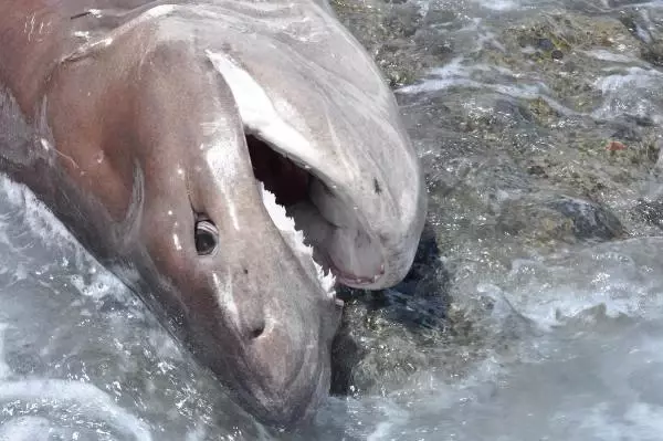 Son dakika... DATÇA'DA 3 METRE BOYUNDAKİ ÖLÜ KÖPEK BALIĞI SAHİLE VURDU