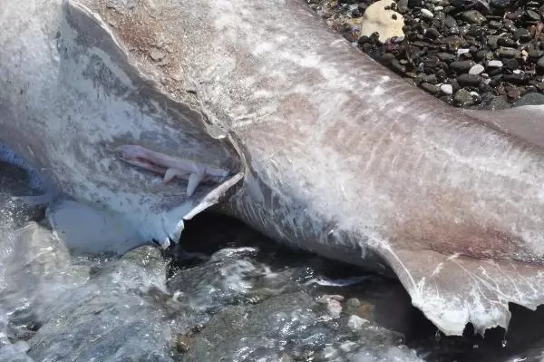 Son dakika... DATÇA'DA 3 METRE BOYUNDAKİ ÖLÜ KÖPEK BALIĞI SAHİLE VURDU