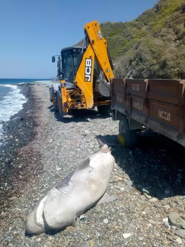 Son dakika... DATÇA'DA 3 METRE BOYUNDAKİ ÖLÜ KÖPEK BALIĞI SAHİLE VURDU