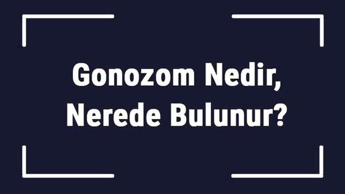 Gonozom Nedir, Nerede Bulunur? Gonozom Sayısı Nasıl Bulunur?
