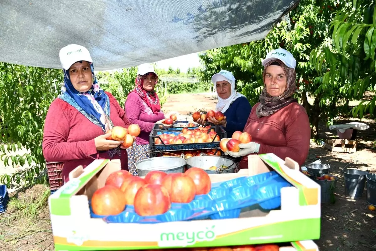 İznik'te nektarin hasadı şenlik ile başladı