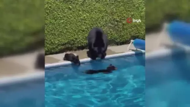 Kanada'da rekor sıcaklıklardan bunalan ayılar çareyi havuzda buldu Kanada'da rekor sıcaklıklardan bunalan ayılar çareyi havuzda buldu