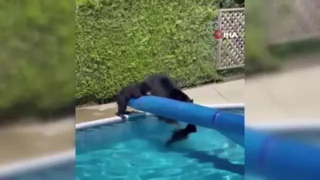 Kanada'da rekor sıcaklıklardan bunalan ayılar çareyi havuzda buldu