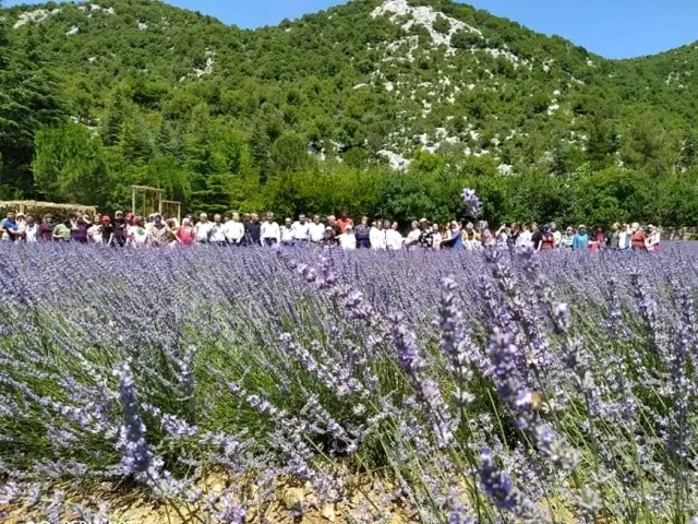 Lavanta bahçelerine ziyaretçi akını