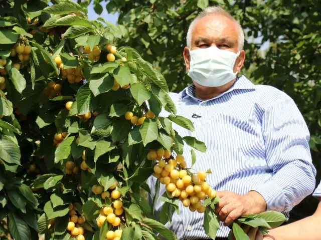 Mersin'de kiraz fiyatı üreticinin yüzünü güldürdü