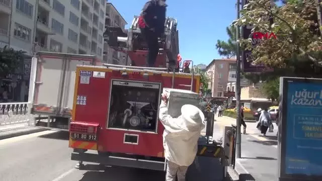 NİĞDE AĞACA OĞUL VEREN ARILAR İÇİN SEFERBER OLDULAR