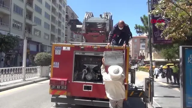NİĞDE AĞACA OĞUL VEREN ARILAR İÇİN SEFERBER OLDULAR
