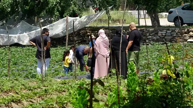 Turistler meyveleri dalından kendileri toplamak için para ödüyor