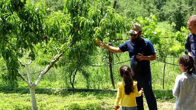 Turistler meyveleri dalından kendileri toplamak için para ödüyor