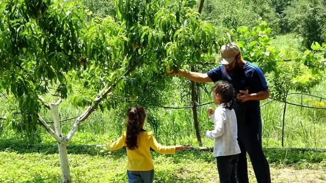 Turistler meyveleri dalından kendileri toplamak için para ödüyor
