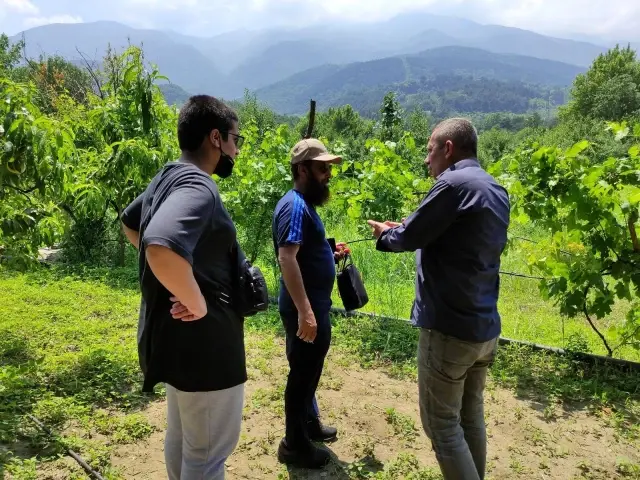 Turistler meyveleri dalından kendileri toplamak için para ödüyor